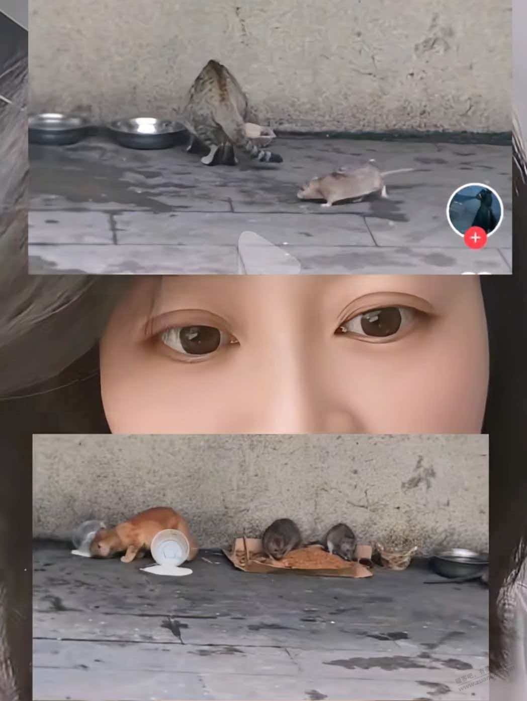 帖子图片